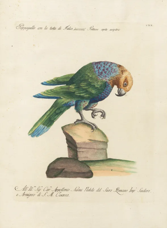Ornithologia methodice digesta Pl.120 (1767-1776) by Saverio Manetti